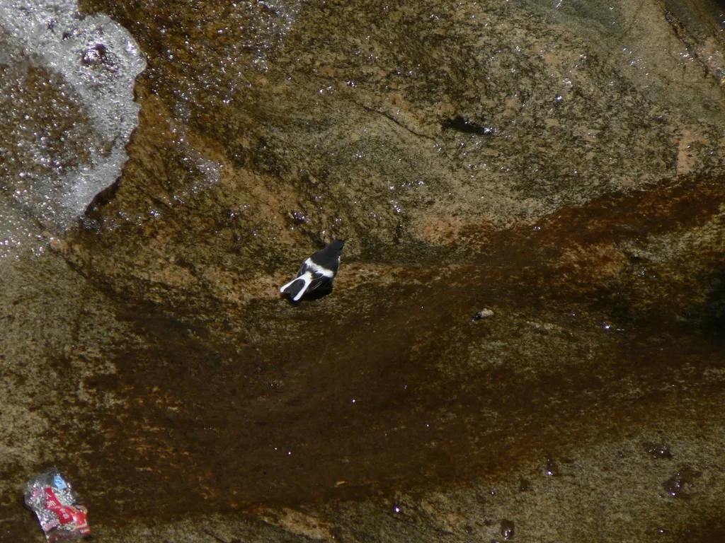 小燕尾(Enicurus scouleri)