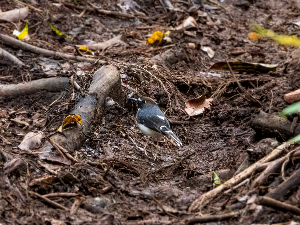 姬燕尾(Enicurus velatus)