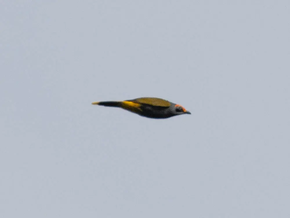 火眉红椋鸟(Enodes erythrophris)