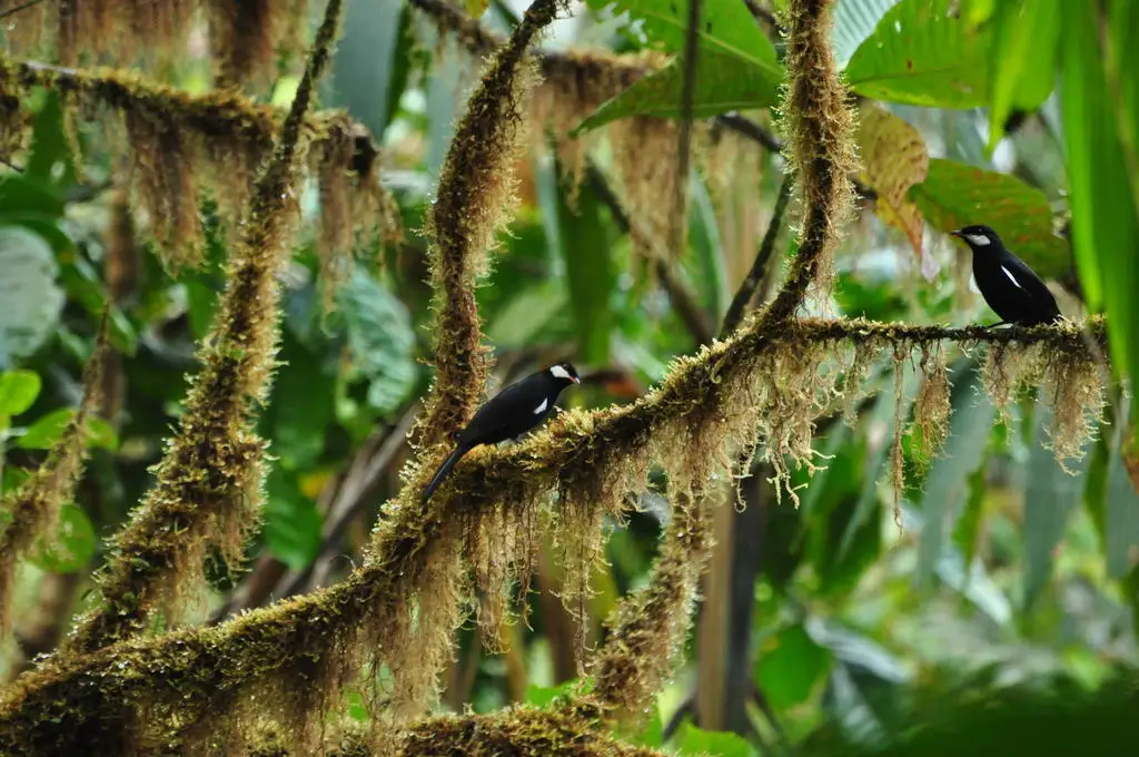 黑孤鸫(Entomodestes coracinus)