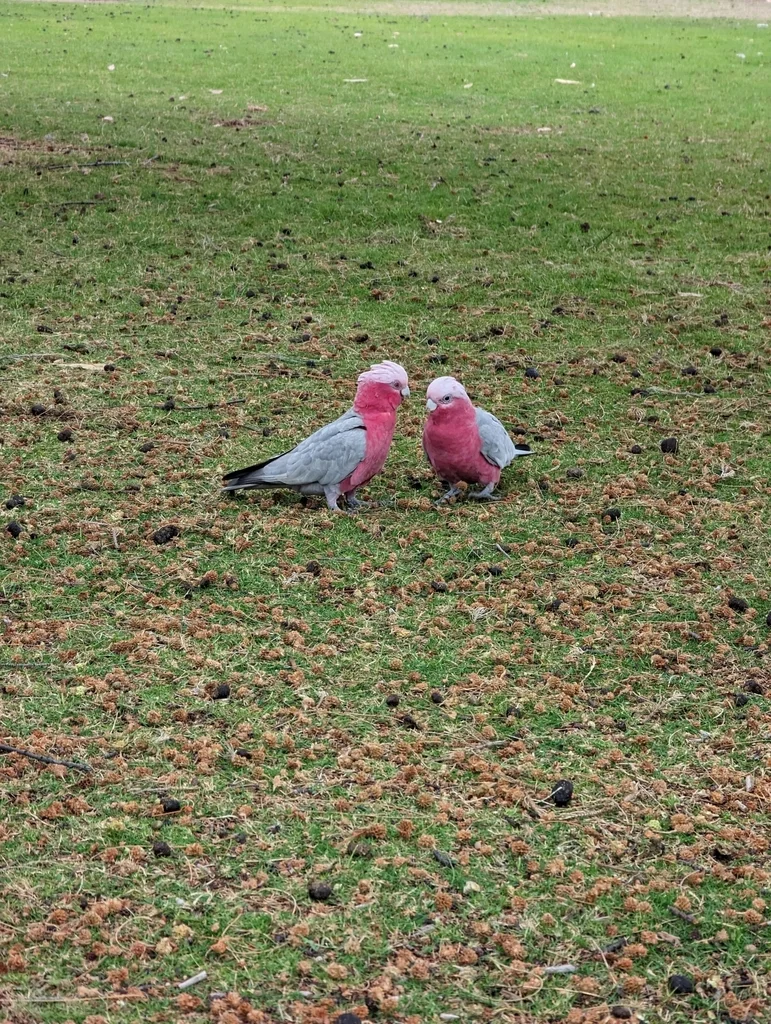 粉红凤头鹦鹉(Eolophus roseicapilla)