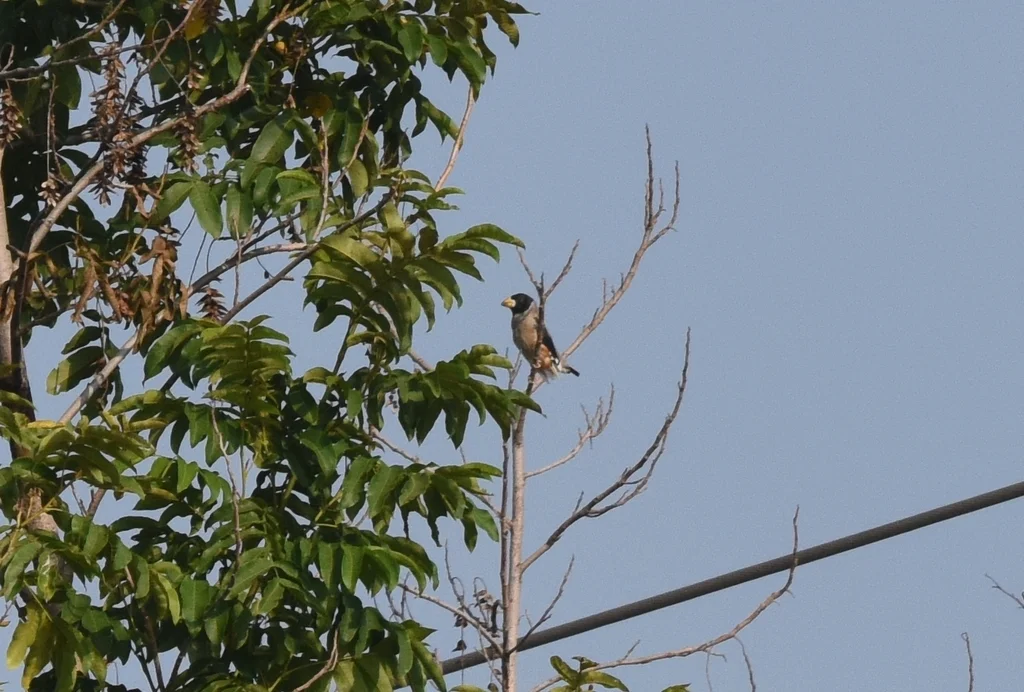 黑尾蜡嘴雀(Eophona migratoria)
