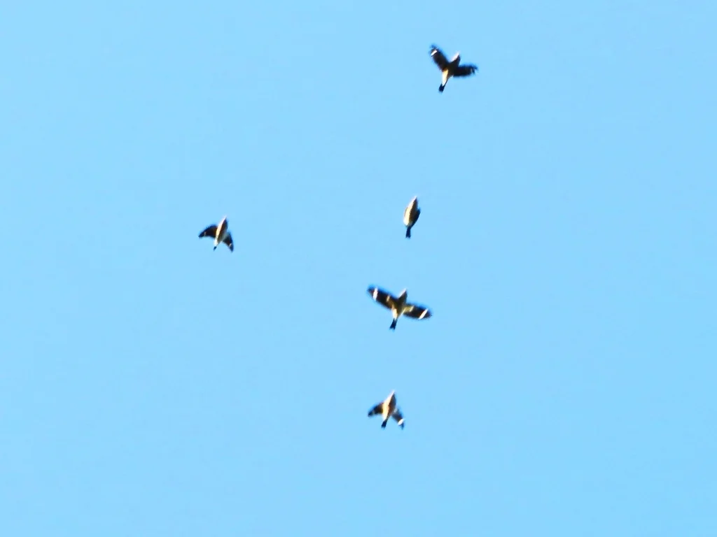 黑头蜡嘴雀(Eophona personata)