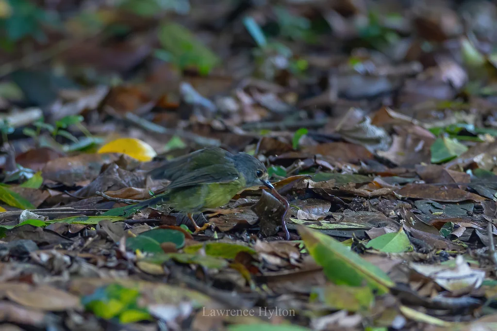 淡黄歌鸲鹟(Eopsaltria capito)
