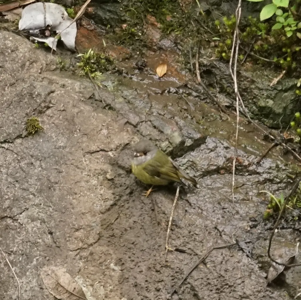 淡黄歌鸲鹟(Eopsaltria capito)