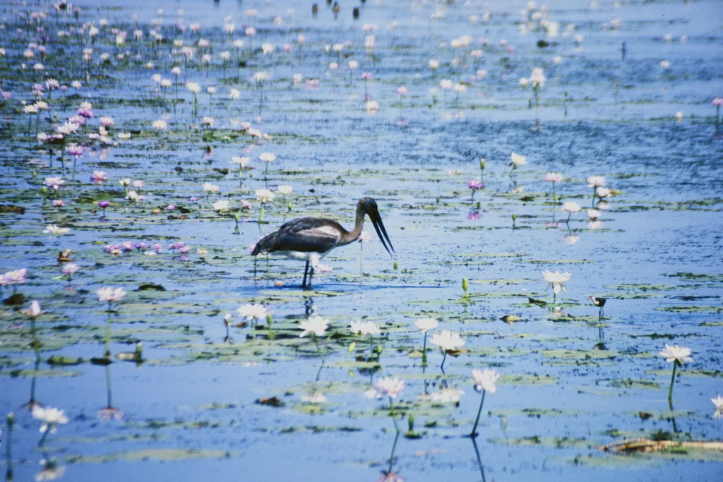 黑颈鹳(Ephippiorhynchus asiaticus)