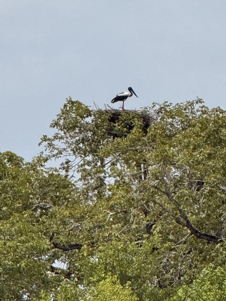 黑颈鹳(Ephippiorhynchus asiaticus)
