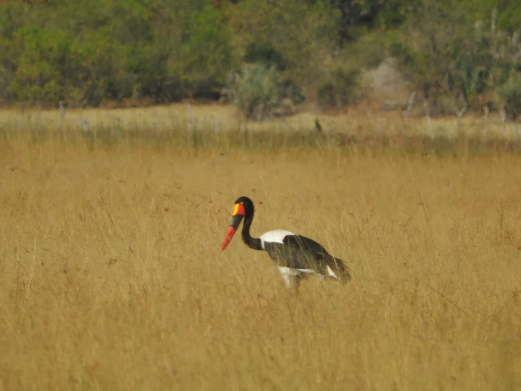 鞍嘴鹳(Ephippiorhynchus senegalensis)