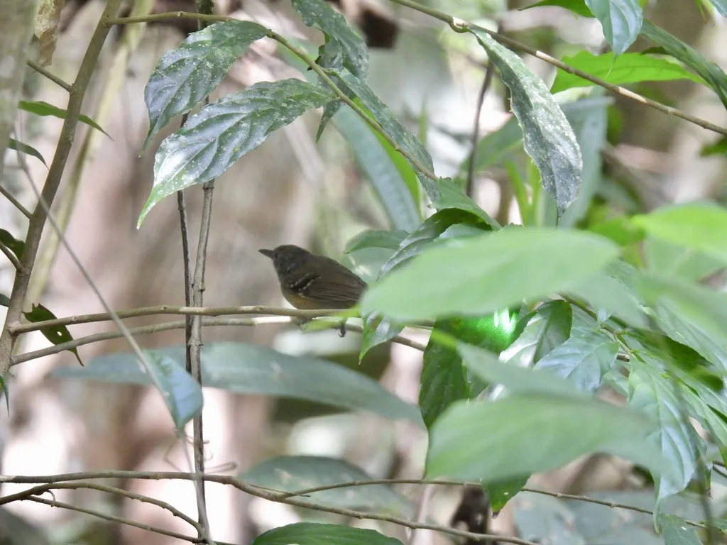 格喉蚁鹩(Epinecrophylla fulviventris)