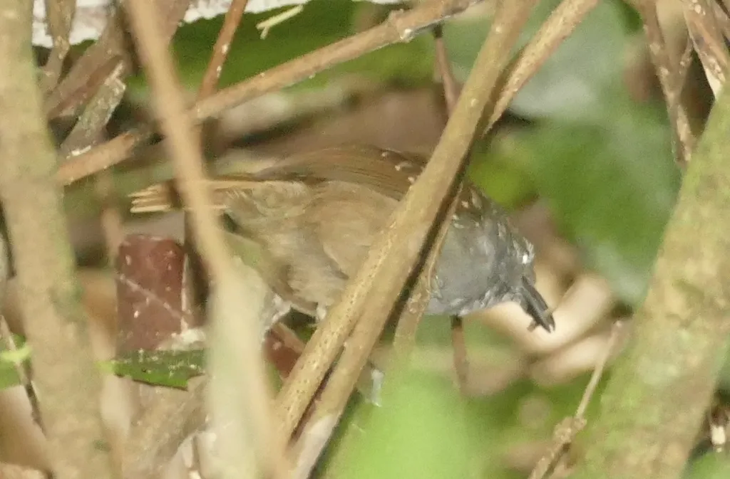 褐腹蚁鹩(Epinecrophylla gutturalis)