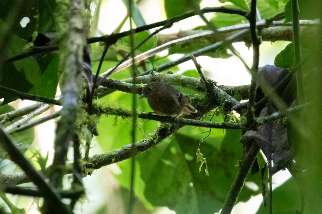 低山蚁鹩(Epinecrophylla spodionota)