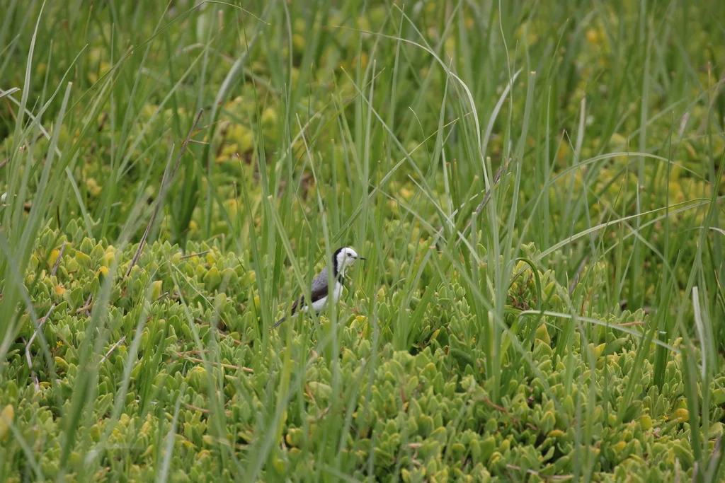 白额澳䳭(Epthianura albifrons)