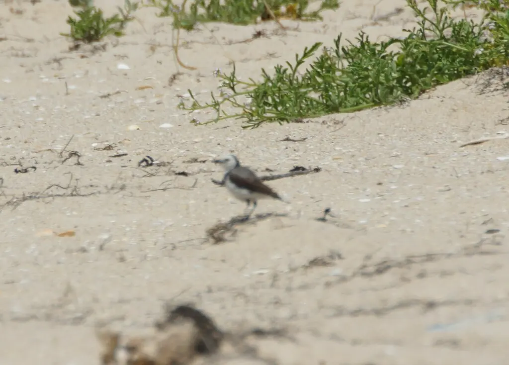 白额澳䳭(Epthianura albifrons)
