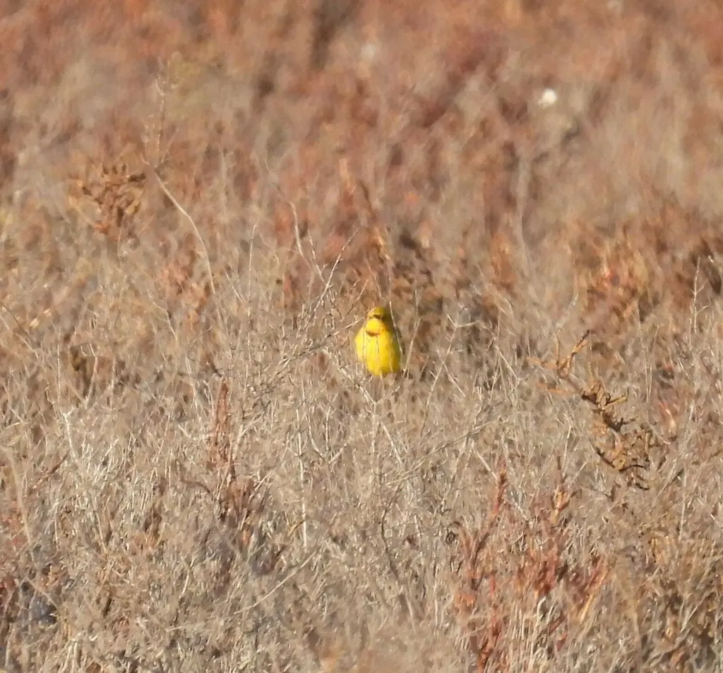黄澳䳭(Epthianura crocea)