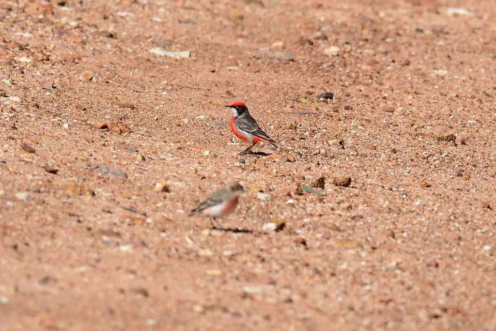 绯红澳䳭（Epthianura tricolor）