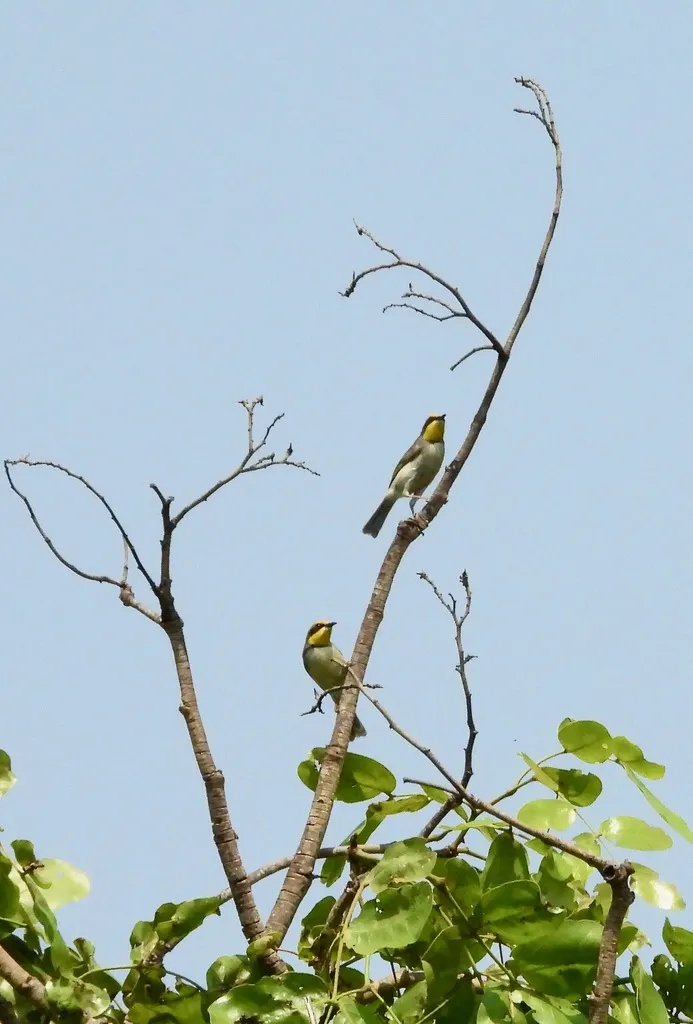 黑颈孤莺(Eremomela atricollis)