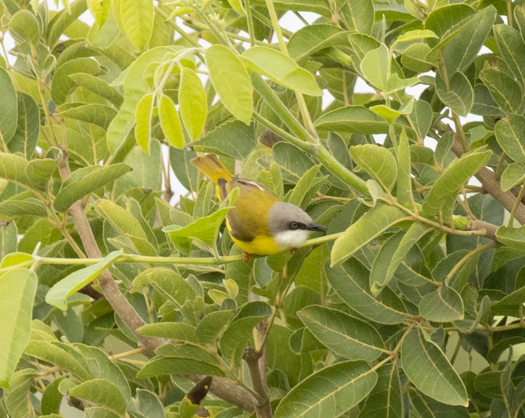 黄胸孤莺（Eremomela canescens）
