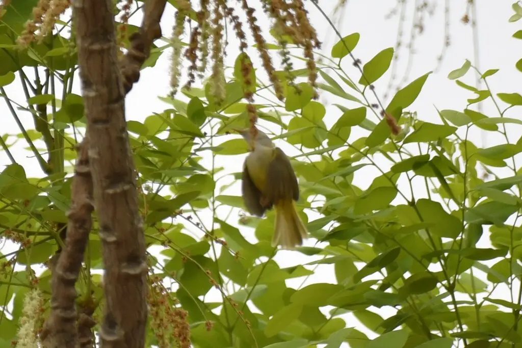 绿背孤莺（Eremomela pusilla）