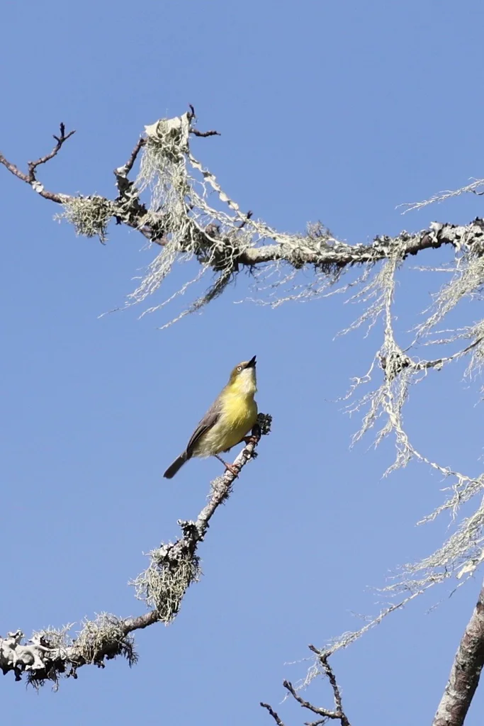 绿顶孤莺(Eremomela scotops)