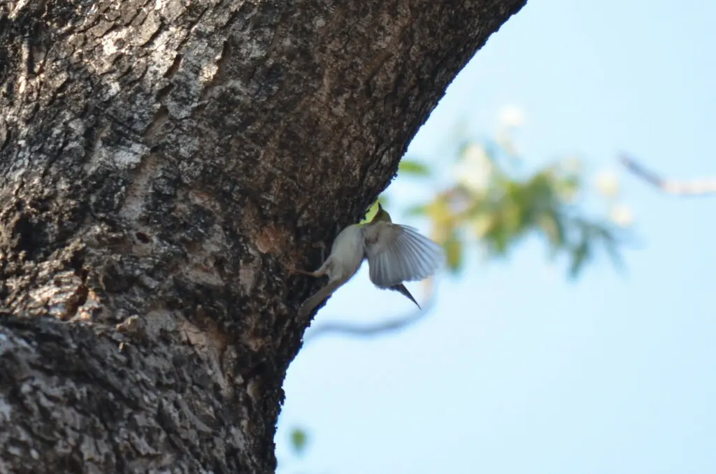 绿顶孤莺(Eremomela scotops)