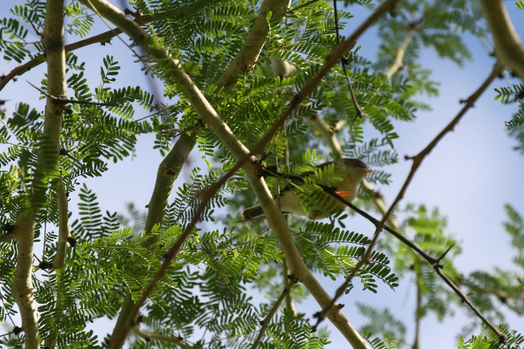 褐喉孤莺（Eremomela usticollis）