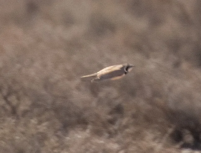 漠角百灵(Eremophila bilopha)