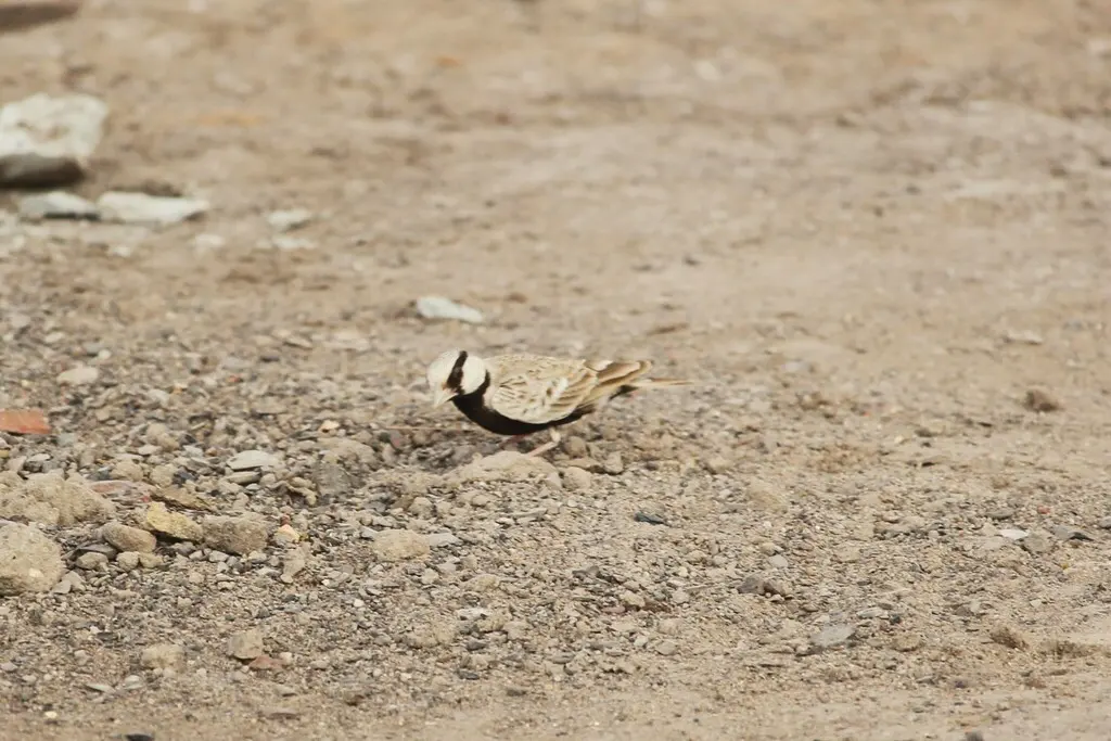 灰顶雀百灵(Eremopterix griseus)