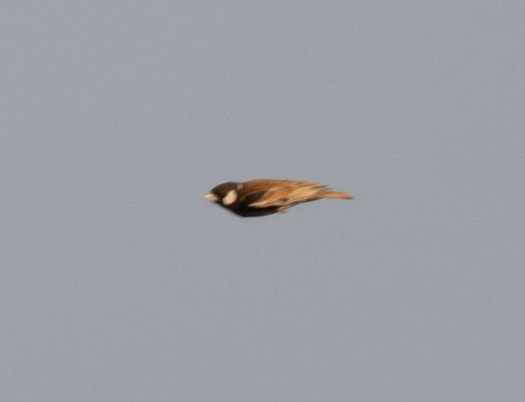 栗背雀百灵(Eremopterix leucotis)