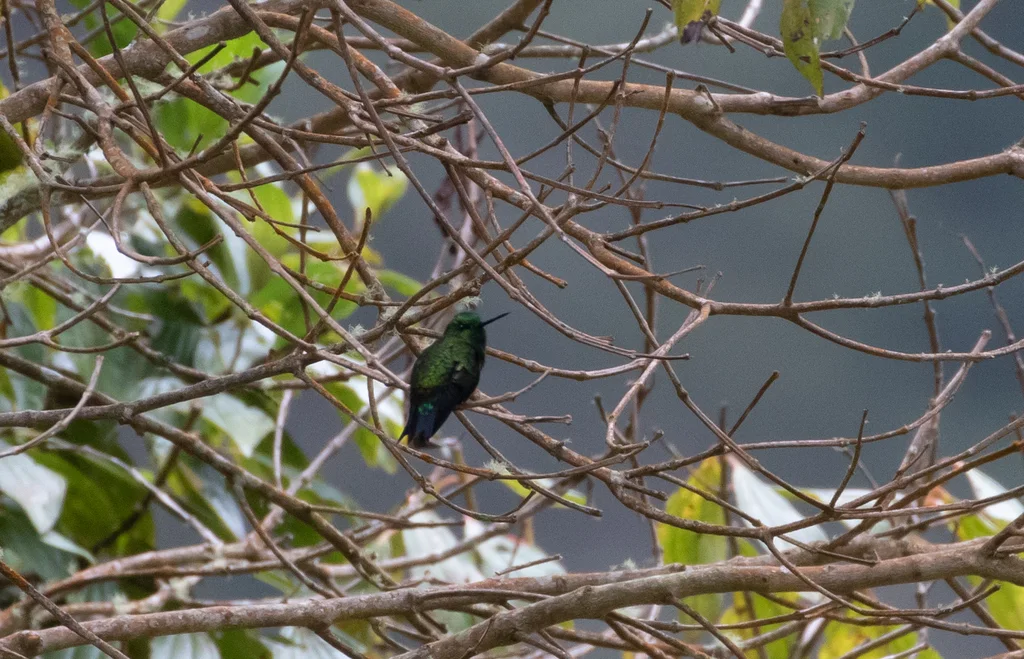 黑脚毛腿蜂鸟(Eriocnemis derbyi)