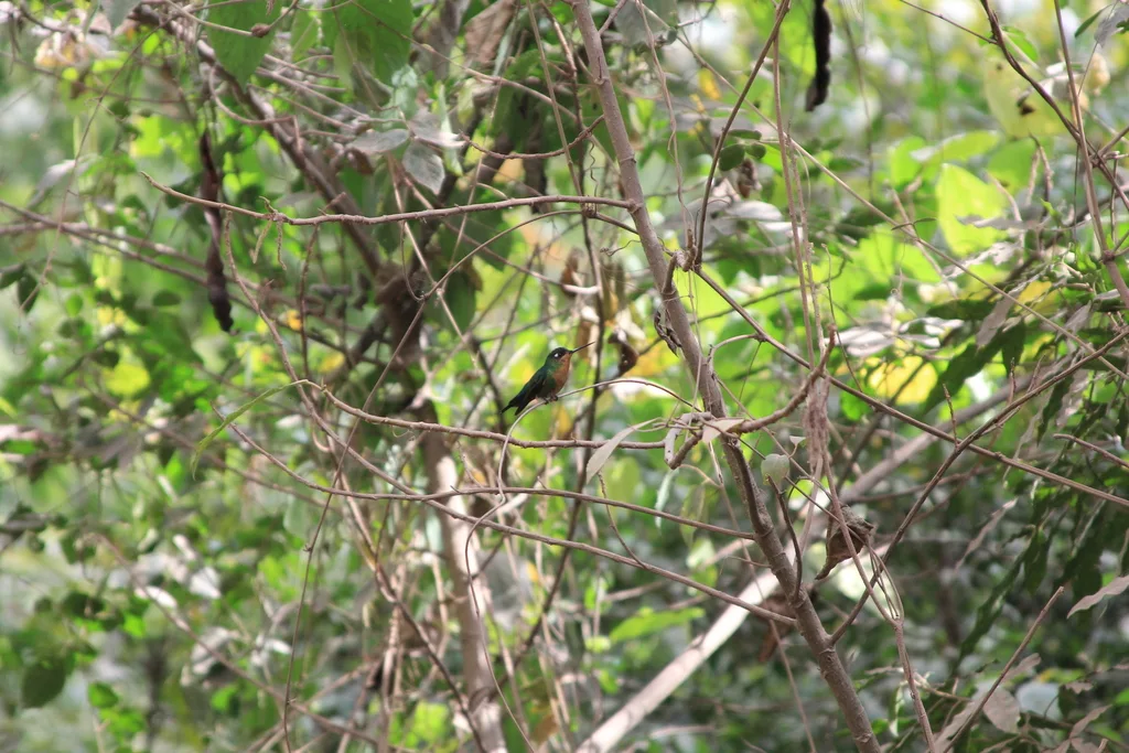 蓝顶毛腿蜂鸟(Eriocnemis glaucopoides)
