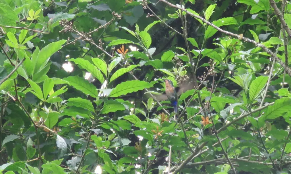 蓝顶毛腿蜂鸟(Eriocnemis glaucopoides)