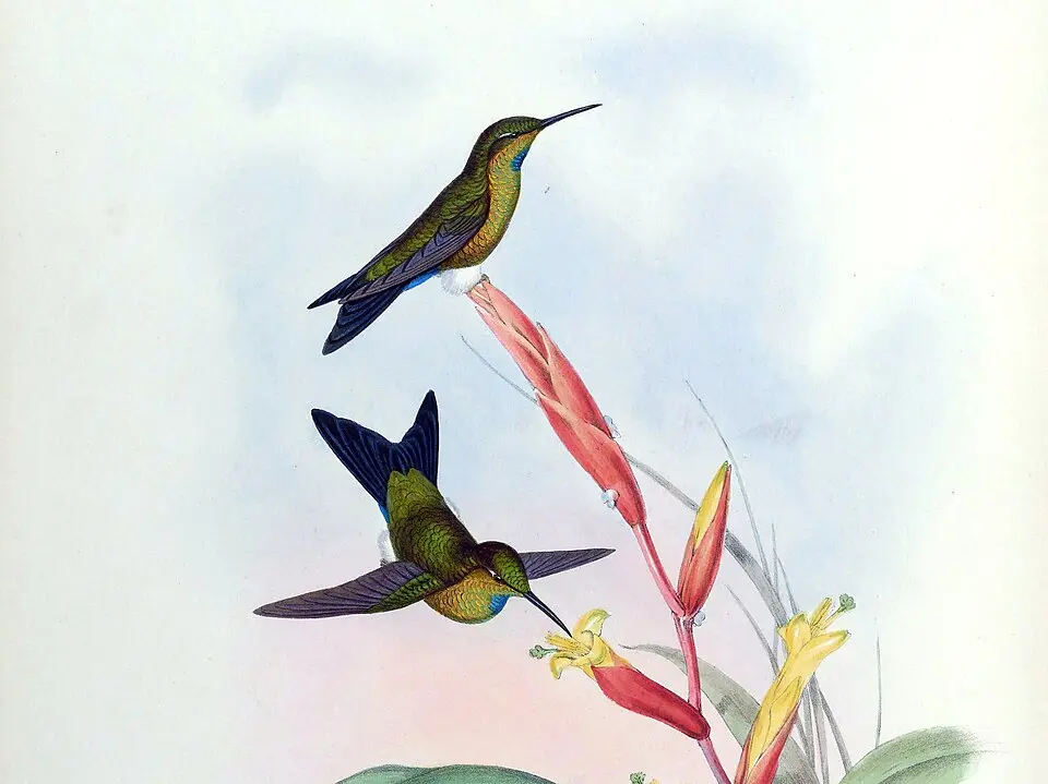 绿喉毛腿蜂鸟(Eriocnemis godini)