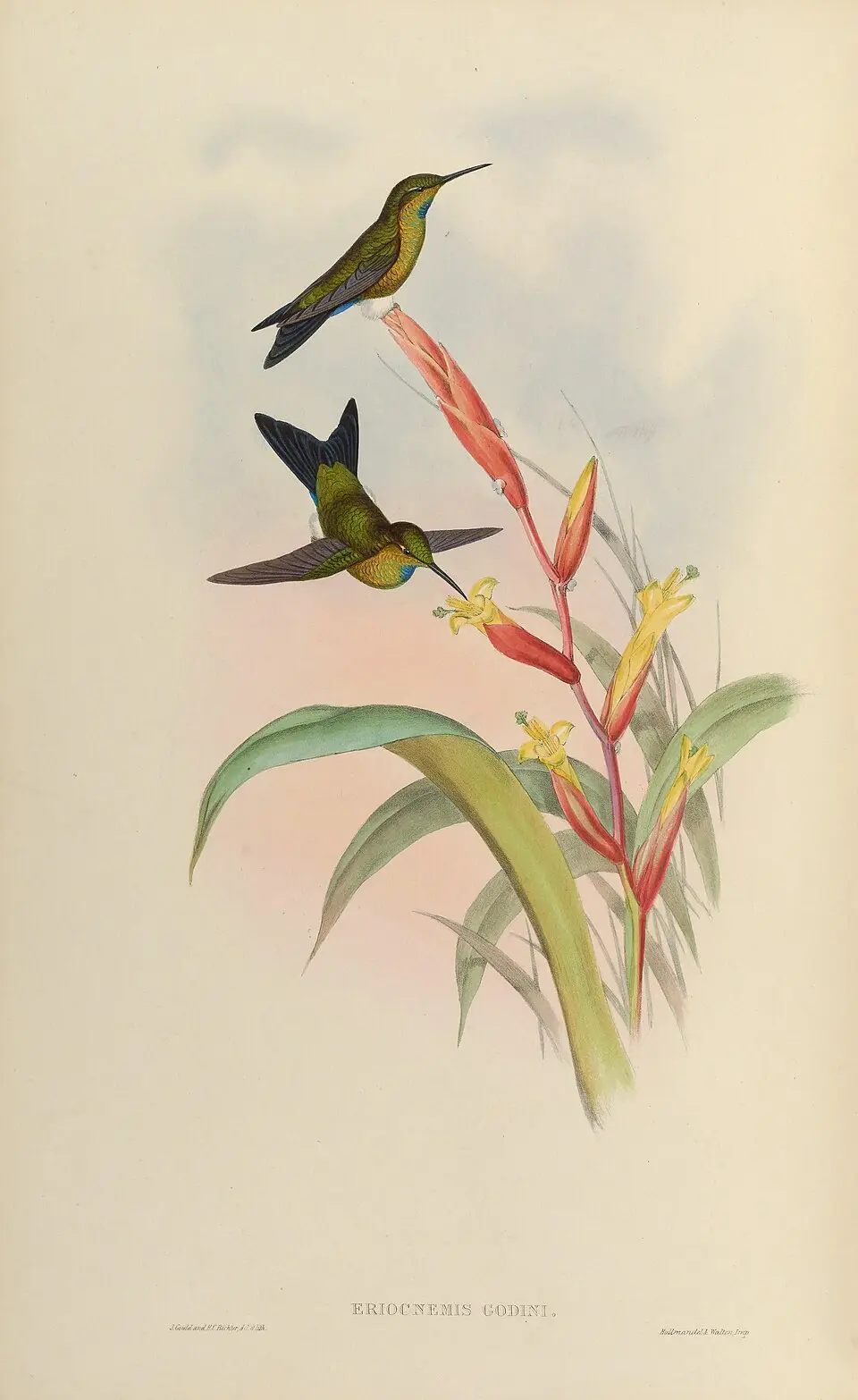 绿喉毛腿蜂鸟(Eriocnemis godini)