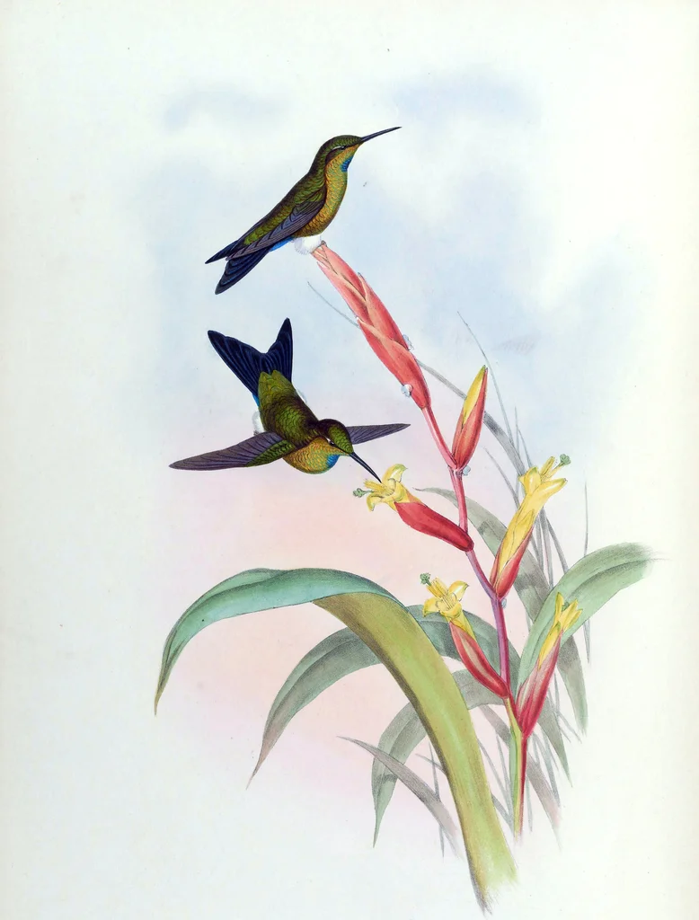 绿喉毛腿蜂鸟(Eriocnemis godini)