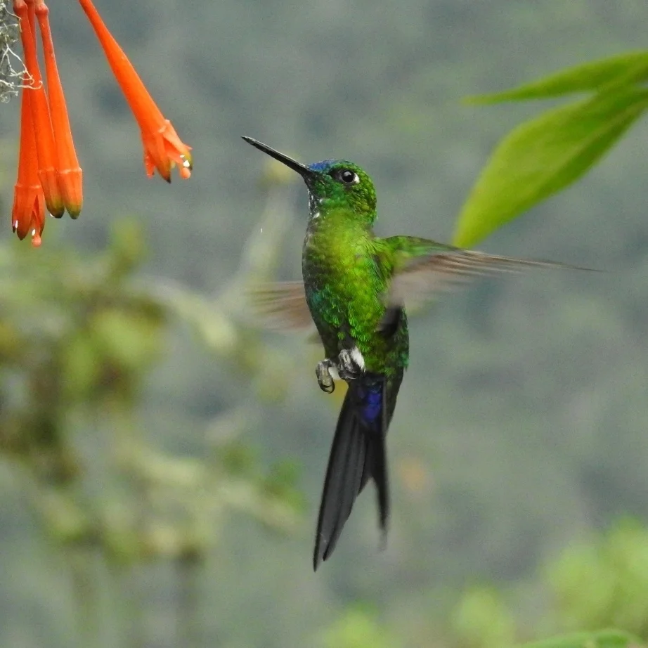 蓝臀毛腿蜂鸟(Eriocnemis luciani)