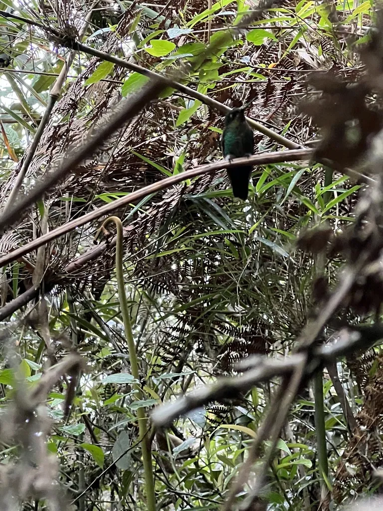 紫颏毛腿蜂鸟(Eriocnemis vestita)