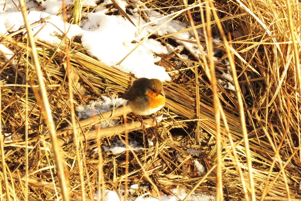 欧亚鸲(Erithacus rubecula)