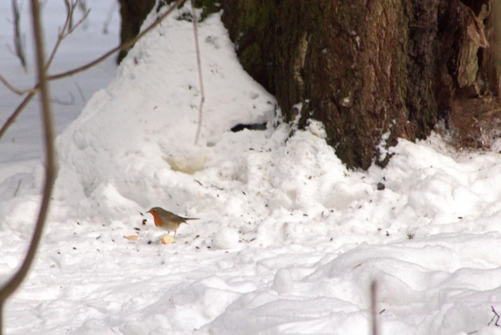 欧亚鸲(Erithacus rubecula)
