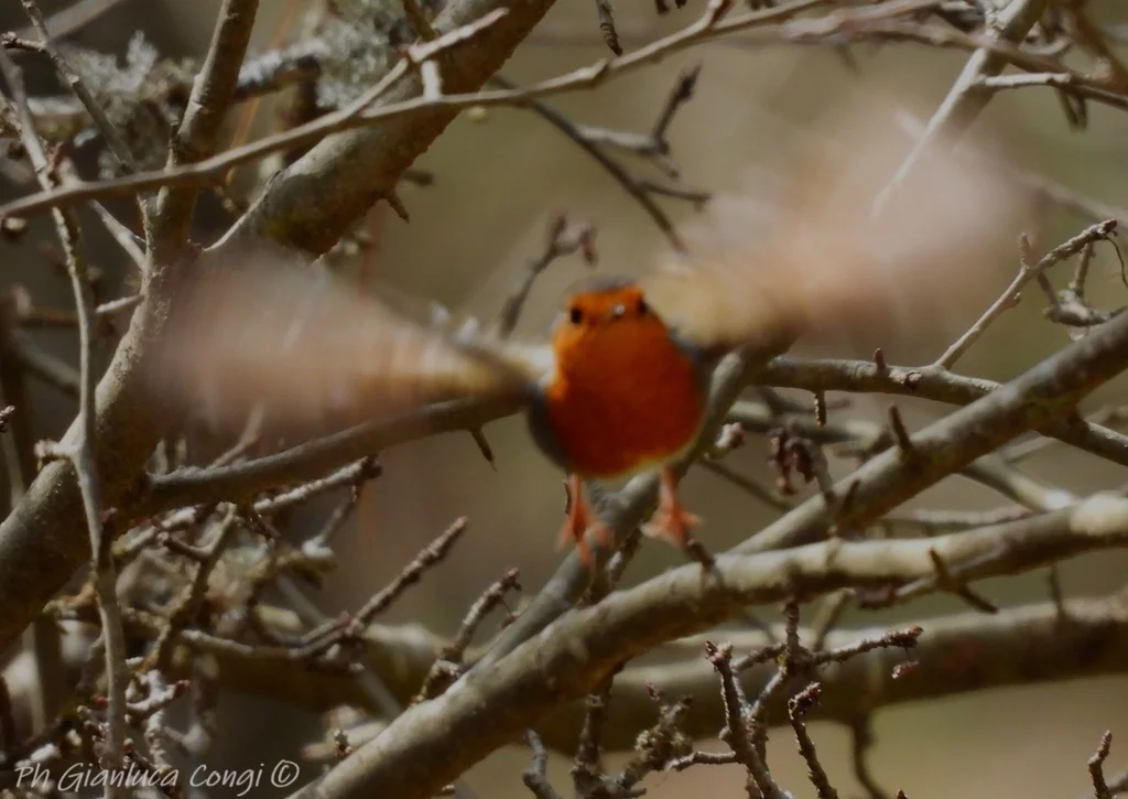 欧亚鸲(Erithacus rubecula)