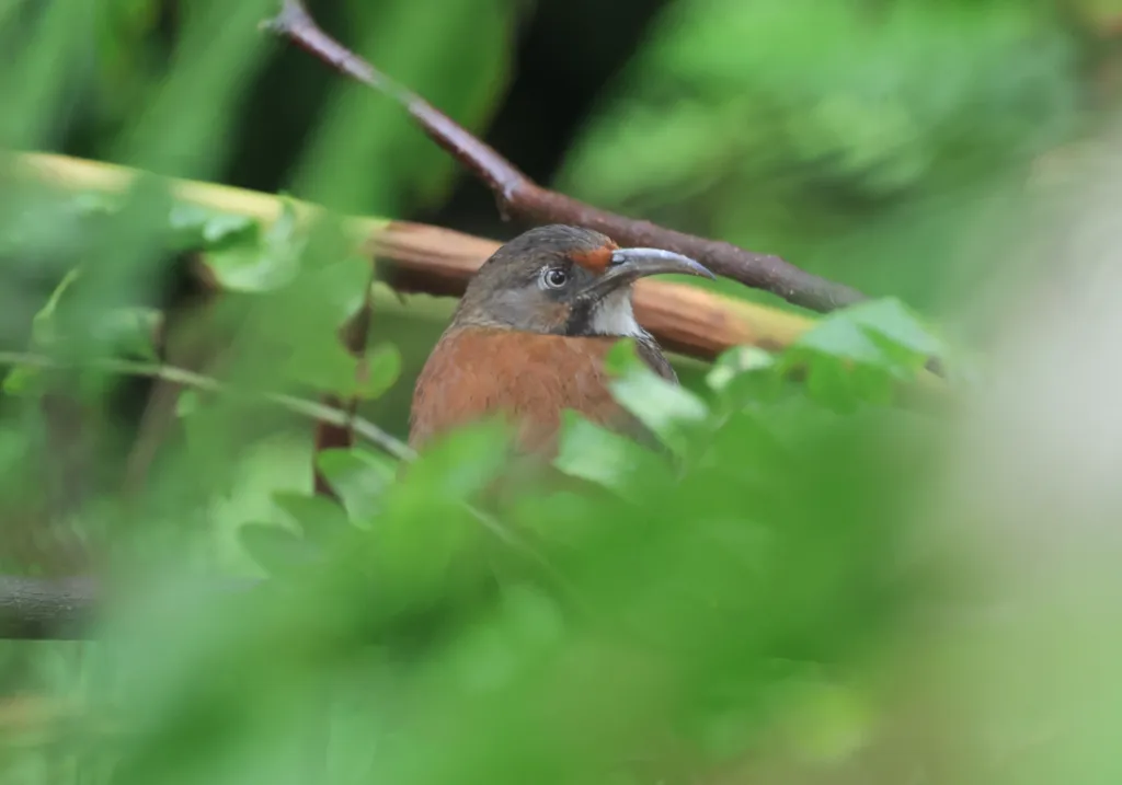 台湾斑胸钩嘴鹛(Erythrogenys erythrocnemis)