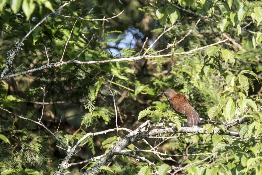 台湾斑胸钩嘴鹛(Erythrogenys erythrocnemis)