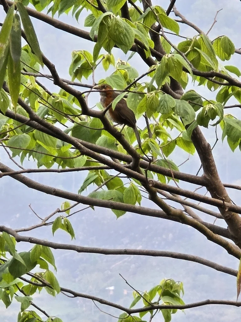 锈脸钩嘴鹛(Erythrogenys erythrogenys)