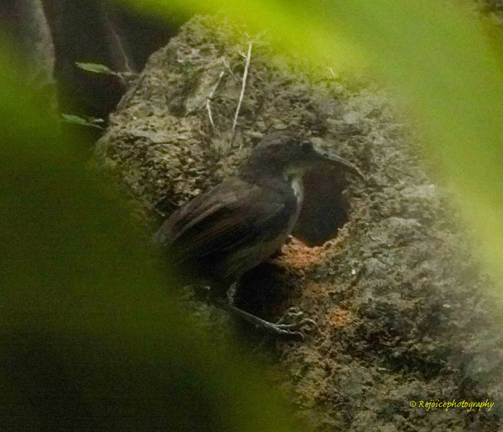 长嘴钩嘴鹛(Erythrogenys hypoleucos)