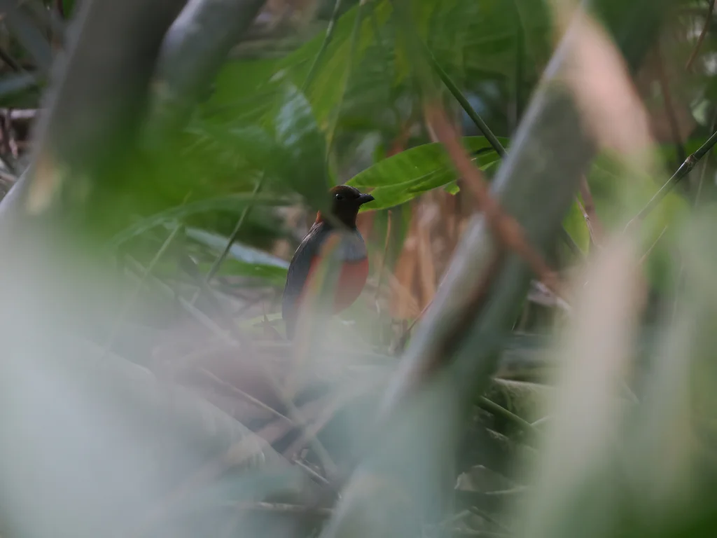 苏拉威西八色鸫（Erythropitta celebensis）