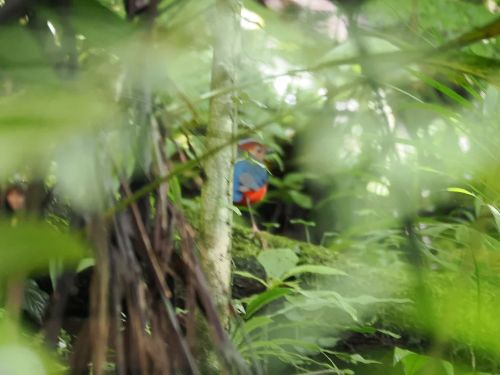 苏拉威西八色鸫（Erythropitta celebensis）
