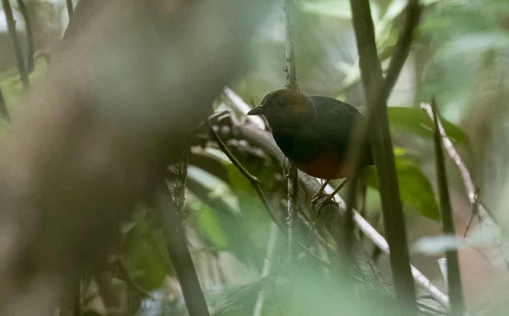 红胸八色鸫(Erythropitta erythrogaster)