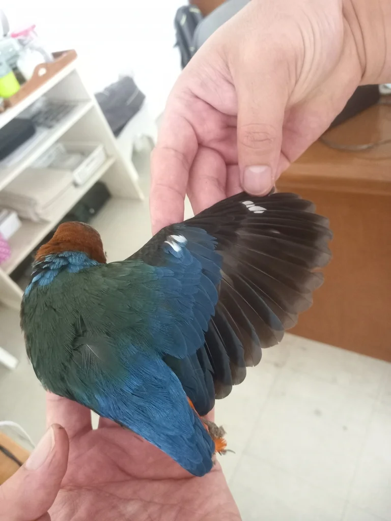红胸八色鸫(Erythropitta erythrogaster)