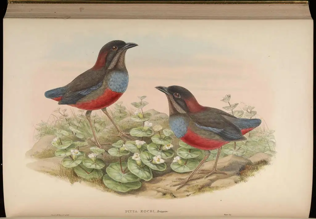 吕宋八色鸫(Erythropitta kochi)