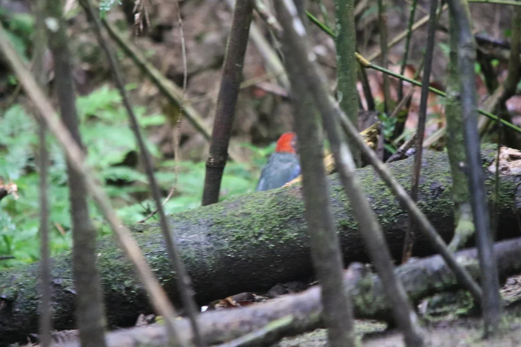 巴布亚八色鸫(Erythropitta macklotii)