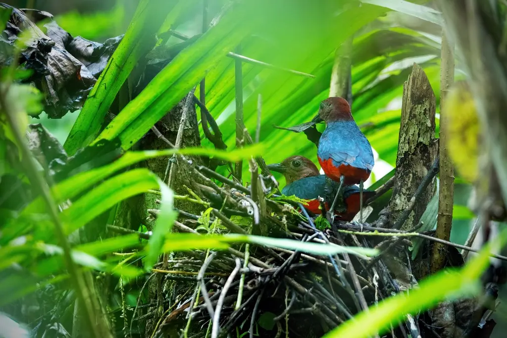 北摩鹿加八色鸫（Erythropitta rufiventris）